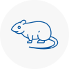 Rat Control Watton