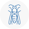 Watton Wasp Nest Removal